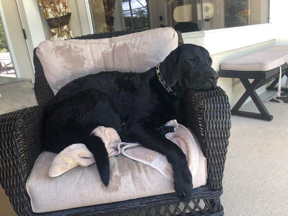 Bear Relaxing After His Swim.
