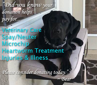 Donate to Labrador Retriever Rescue of Florida