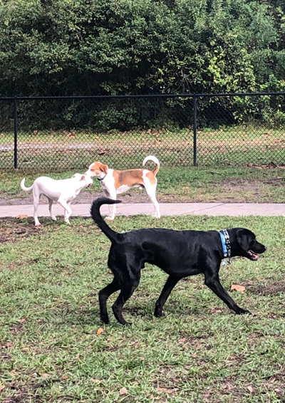 Bear loves Hound Ground Park