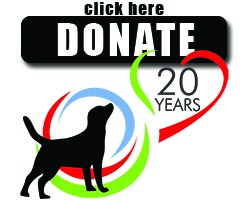 Donate to Labrador Retriever Rescue of Florida