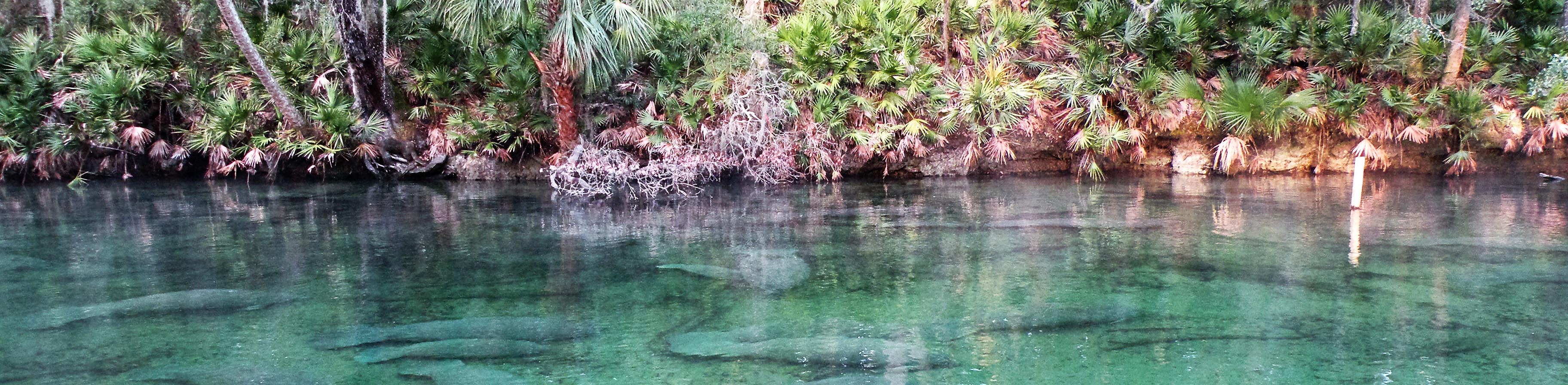 Blue Springs State Park Near Orange City Florida