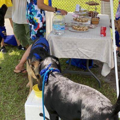 Pawfection Therapy Dog Training Graduation 2020