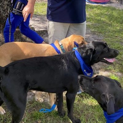 Pawfection Therapy Dog Training Graduation 2020